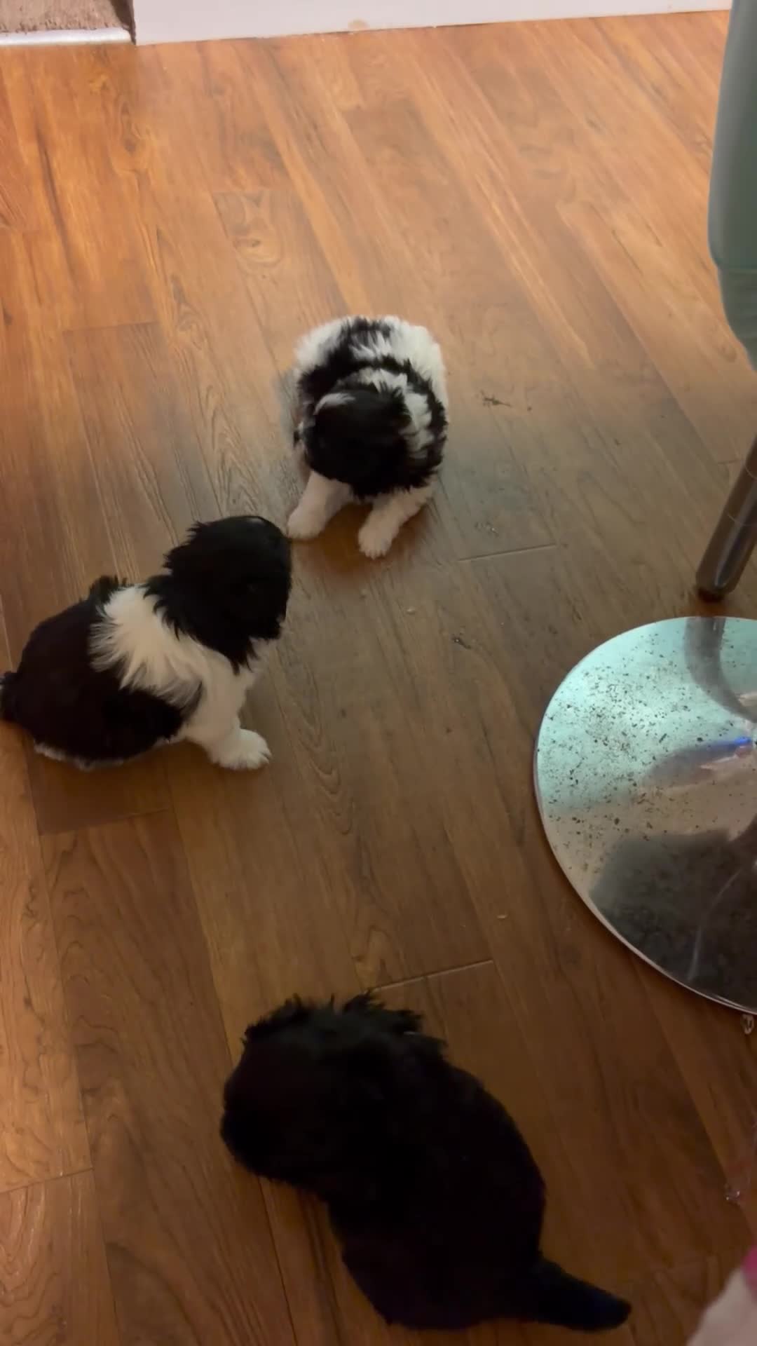 Mixed Breed dogs for sale: Mixed Breed 2 - Video 1