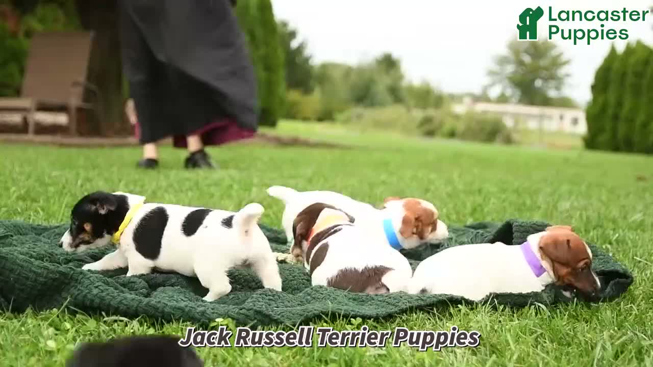 Jack Russell Terrier dogs for sale: Latte - Video 1