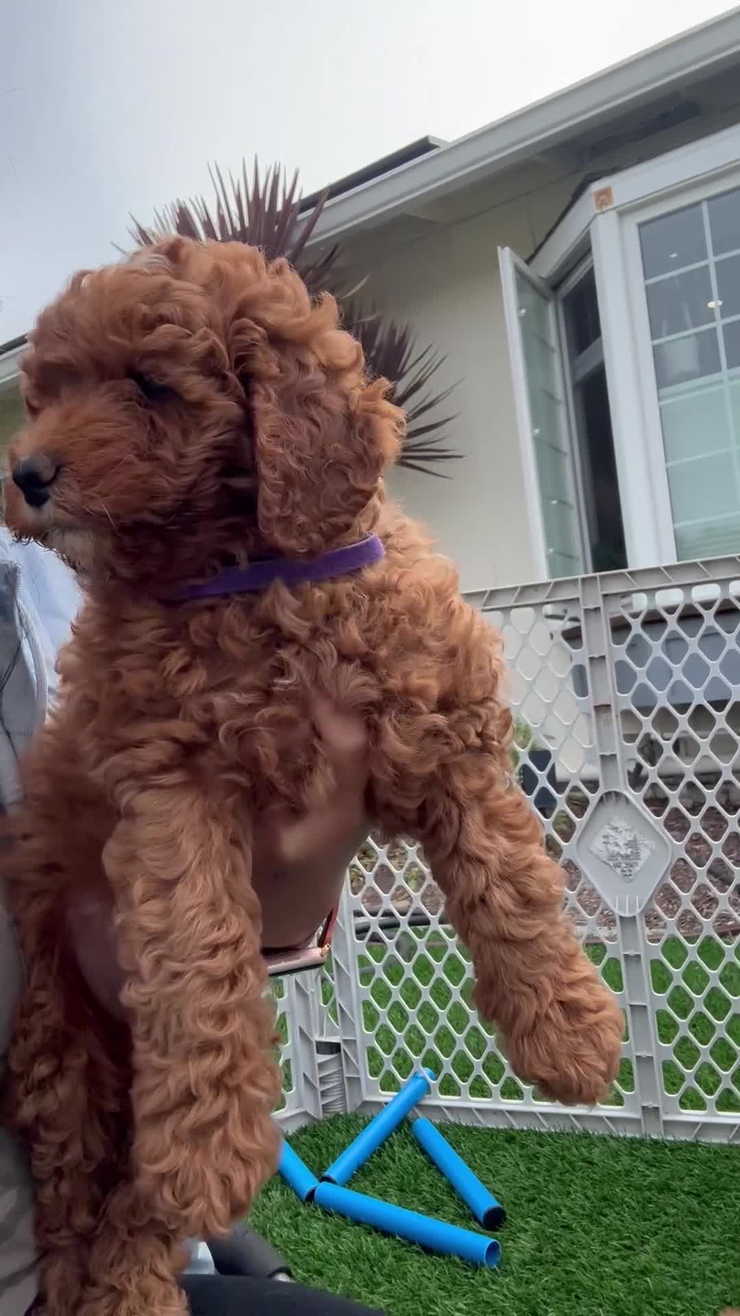 Mini Goldendoodle dogs for sale: Pumpkin - Video 1