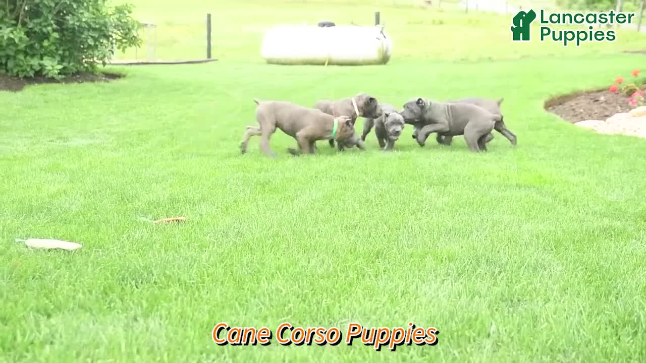 Cane Corso dogs for sale: Dusty  - Video 2