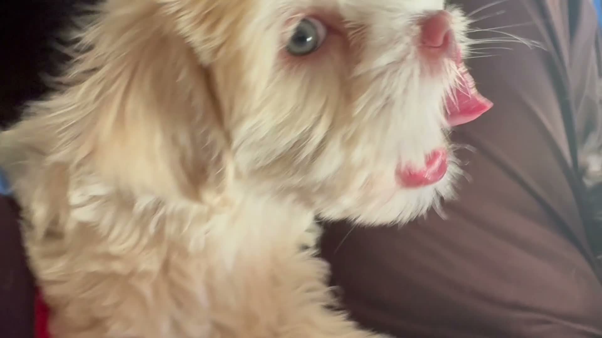 Mixed Breed dogs for sale: Lyte - Video 1
