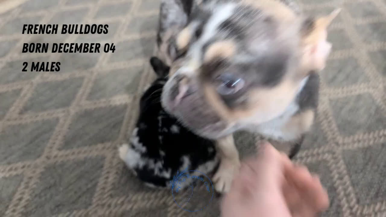 French Bulldog dogs for sale: Shiloh - Video 3