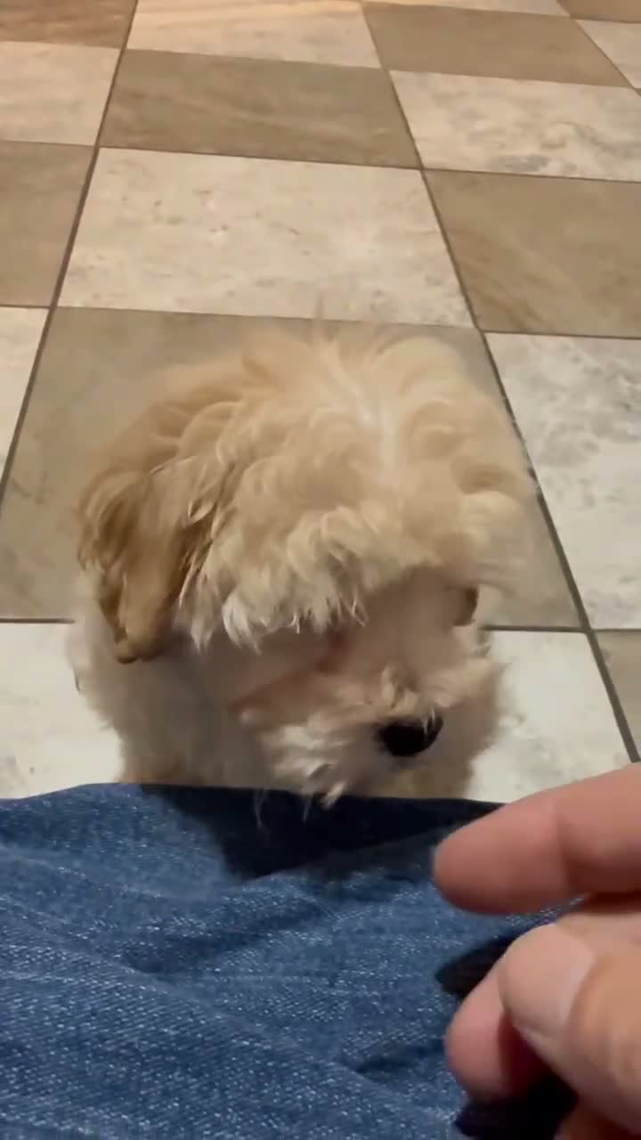 Maltipoo dogs for sale: Asher - Video 1