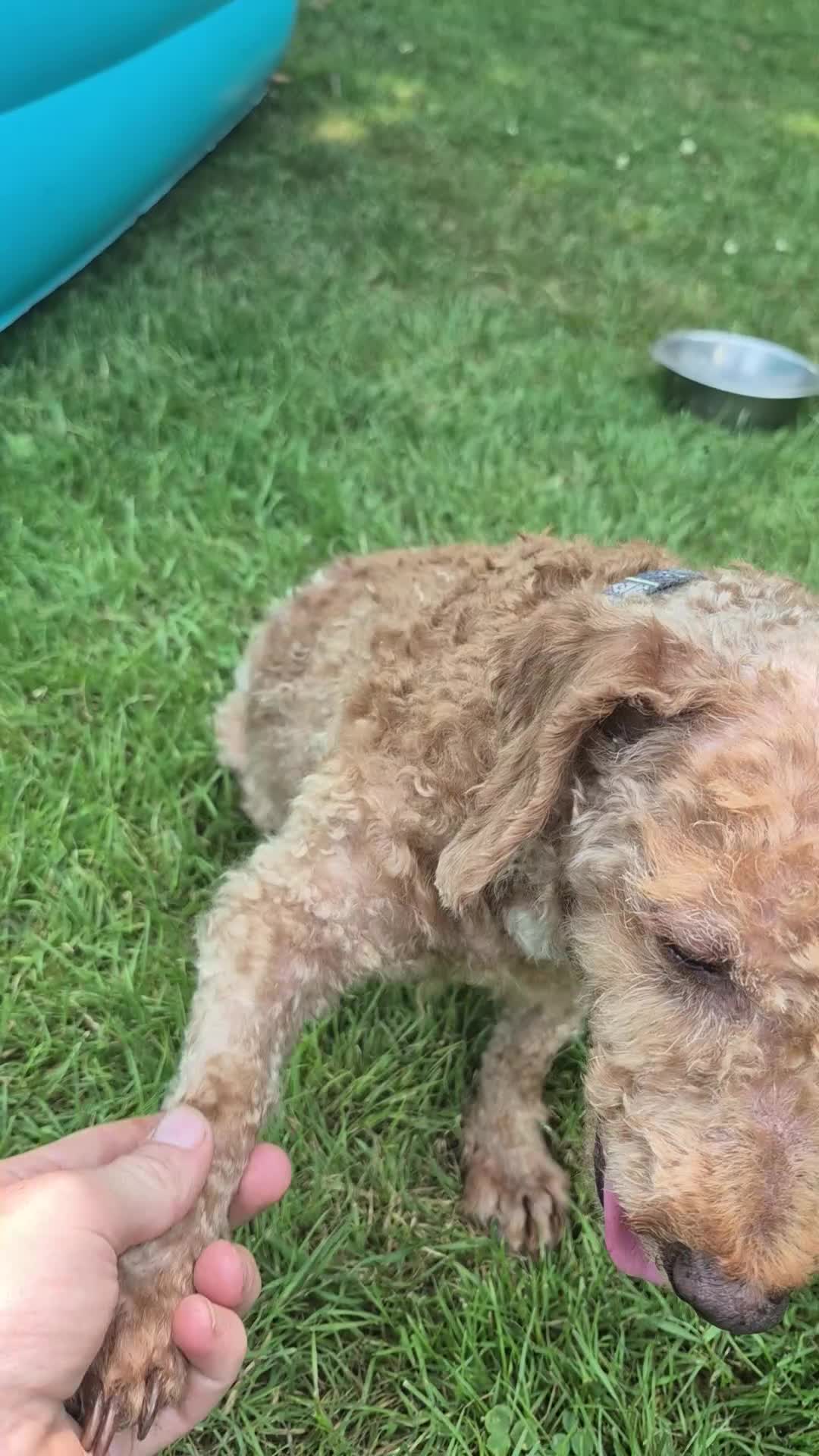 Miniature Poodle dogs for sale: Miniature Poodle 1 - Video 1