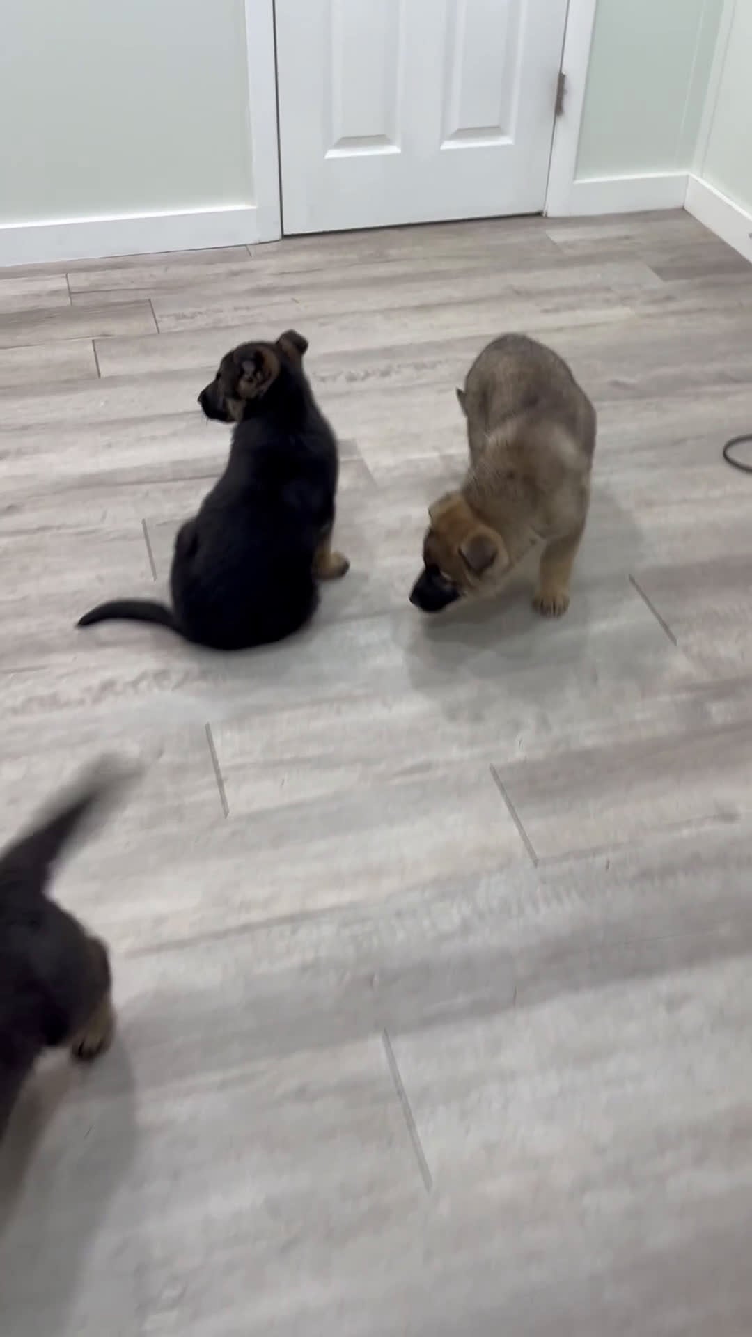 German Shepherd dogs for sale: Kezia - Video 2