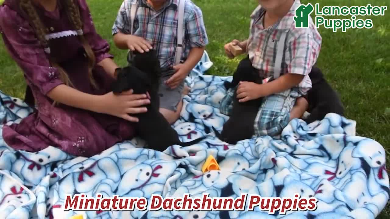 Miniature Dachshund dogs for sale: Paige - Video 1