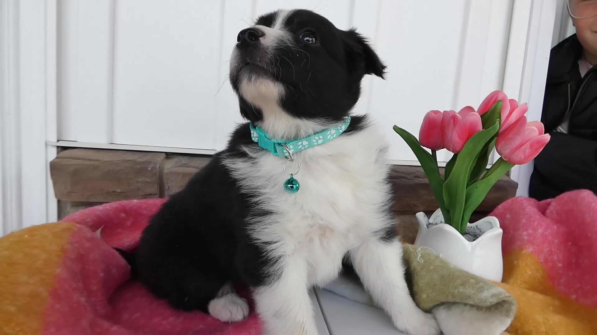 Border Collie dogs for sale: Border Collie Puppy 4 Nelly - Video 1