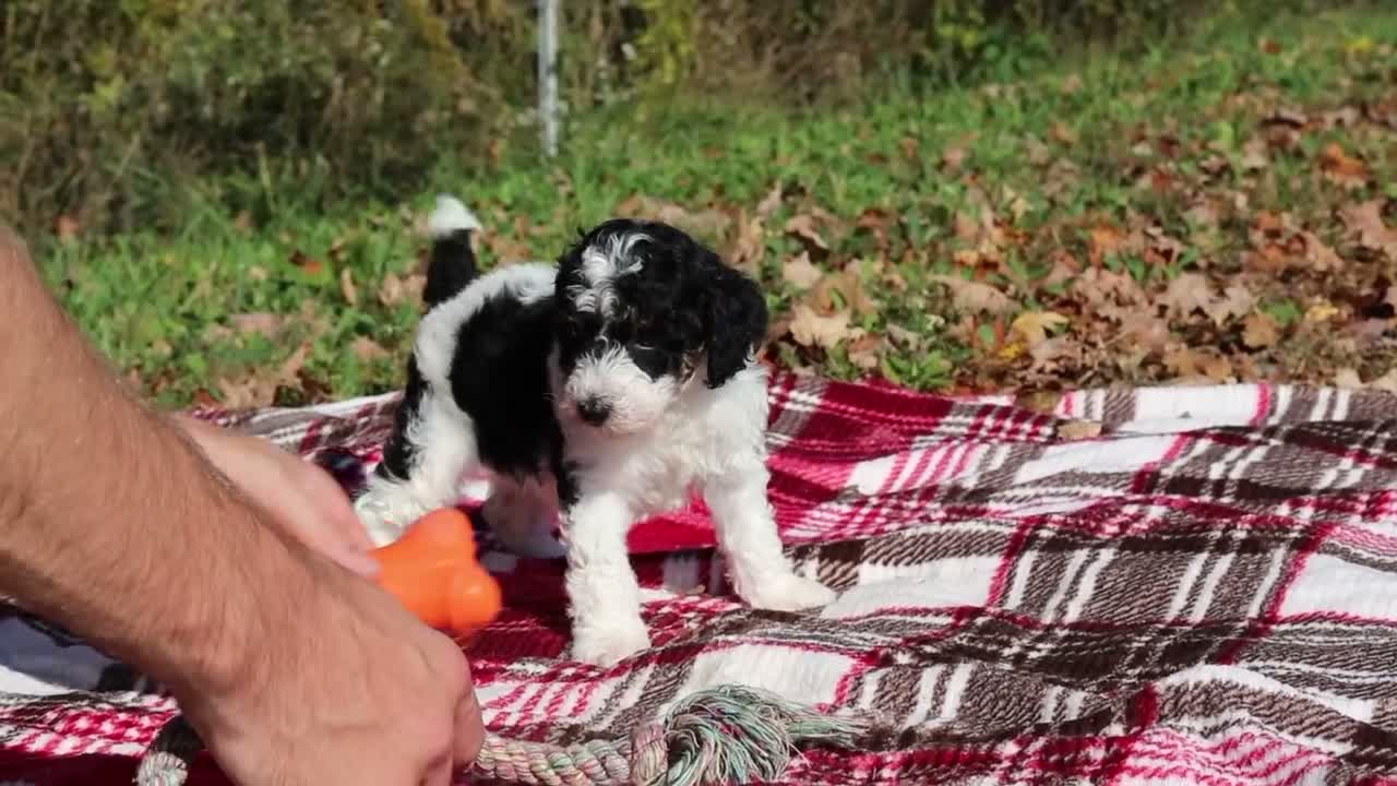Miniature Poodle dogs for sale: Jace (AKC) - Video 1
