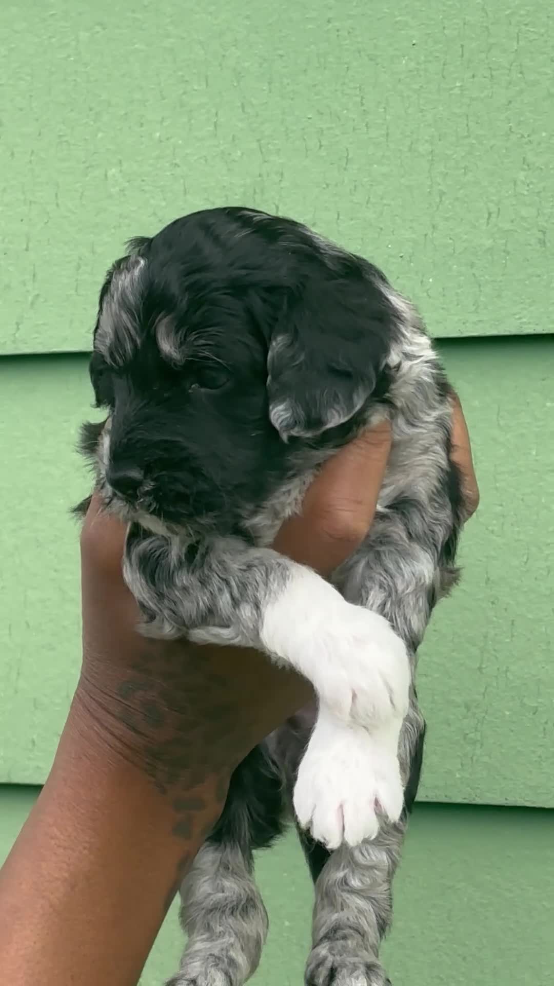 Goldendoodle dogs for sale: Luna  - Video 4