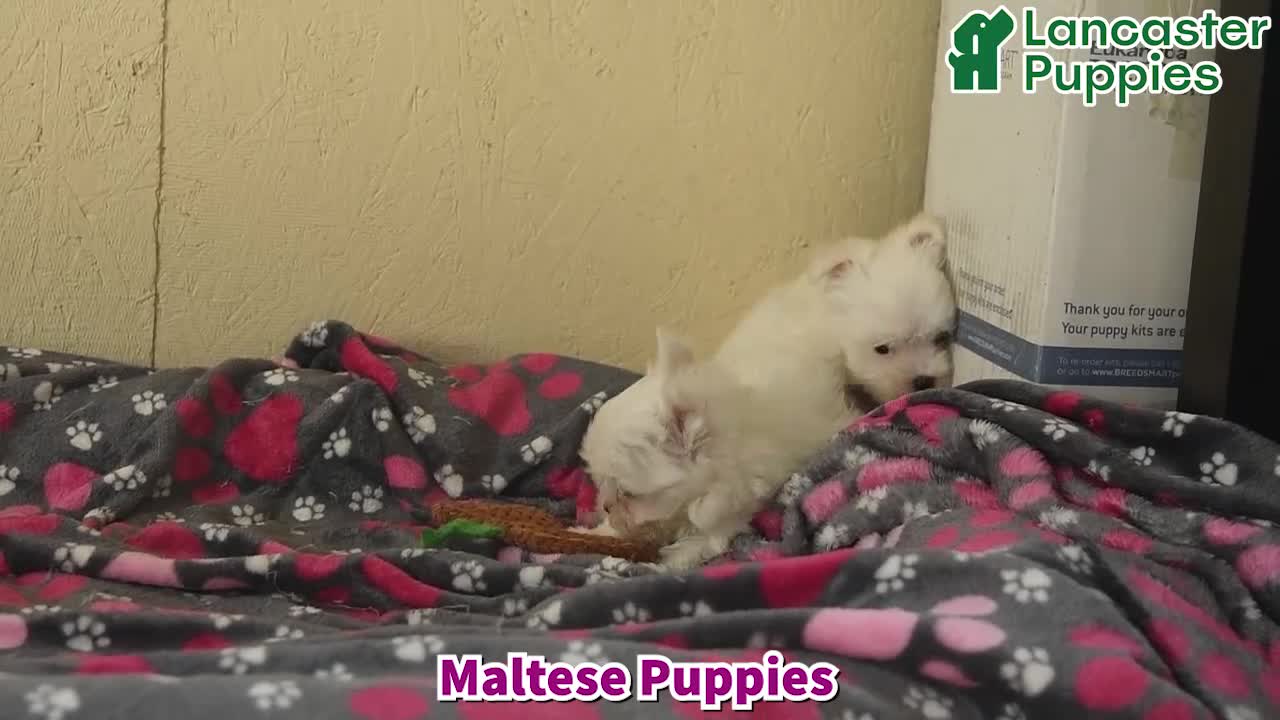Maltese dogs for sale: Ruby  - Video 1