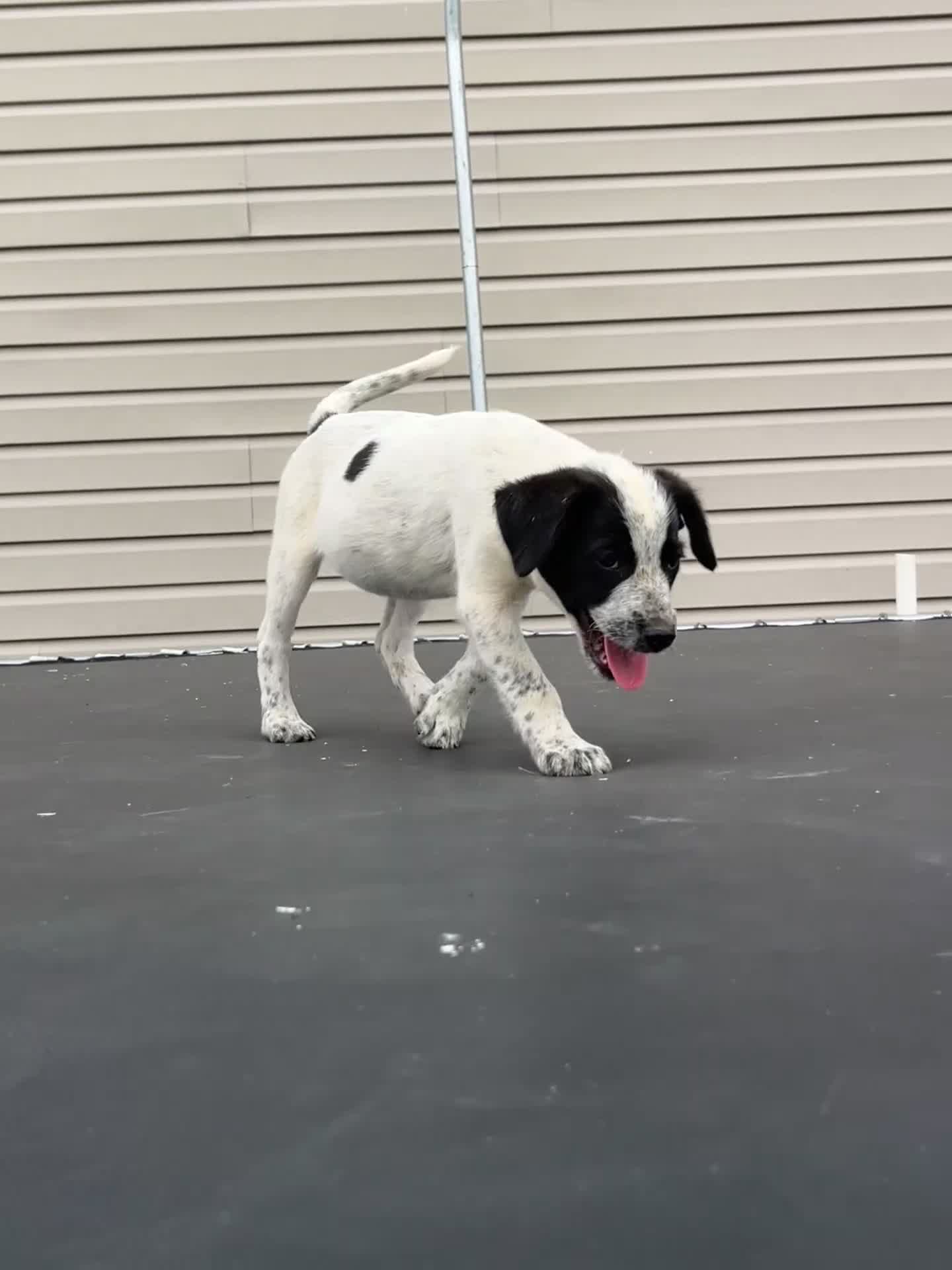 Mixed Breed dogs for sale: Mixed Breed 1 - Video 1