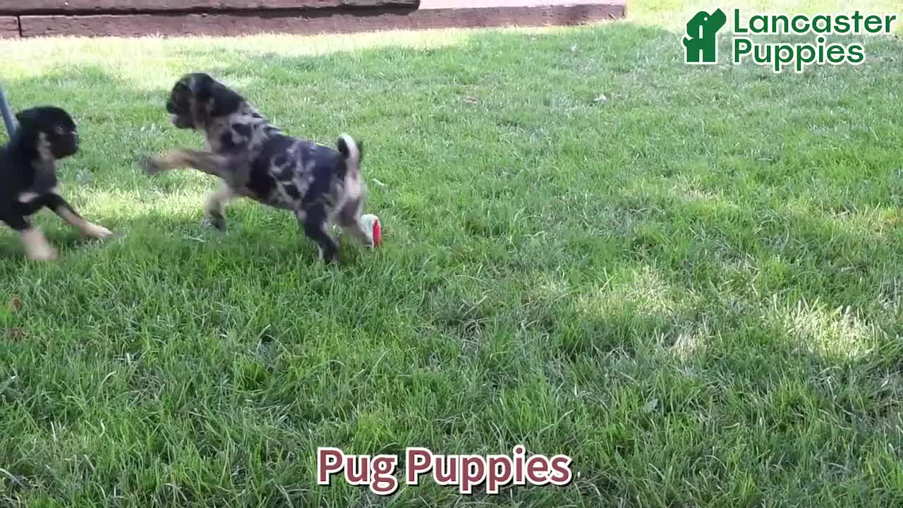Pug dogs for sale: Bonnie - Video 1