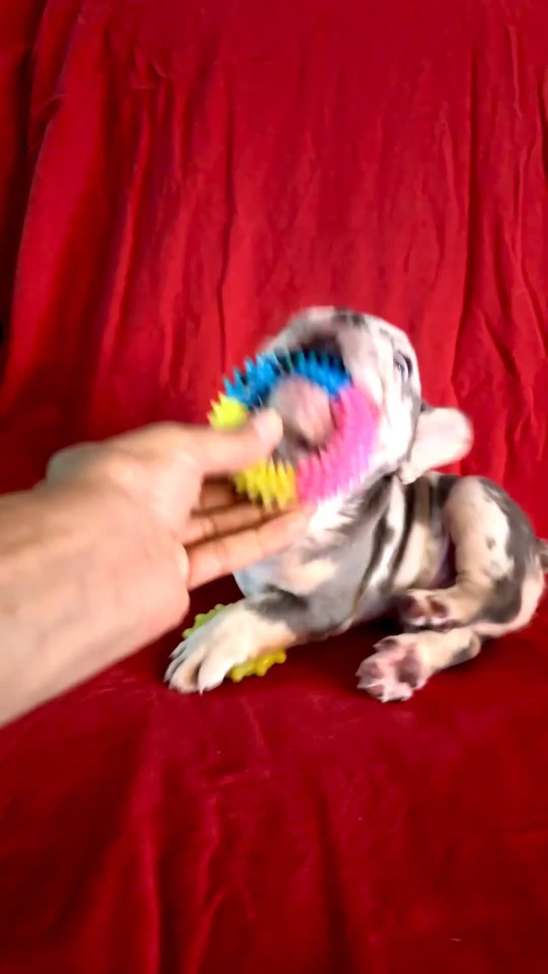 French Bulldog dogs for sale: French Bulldog Puppy 1 - Video 2