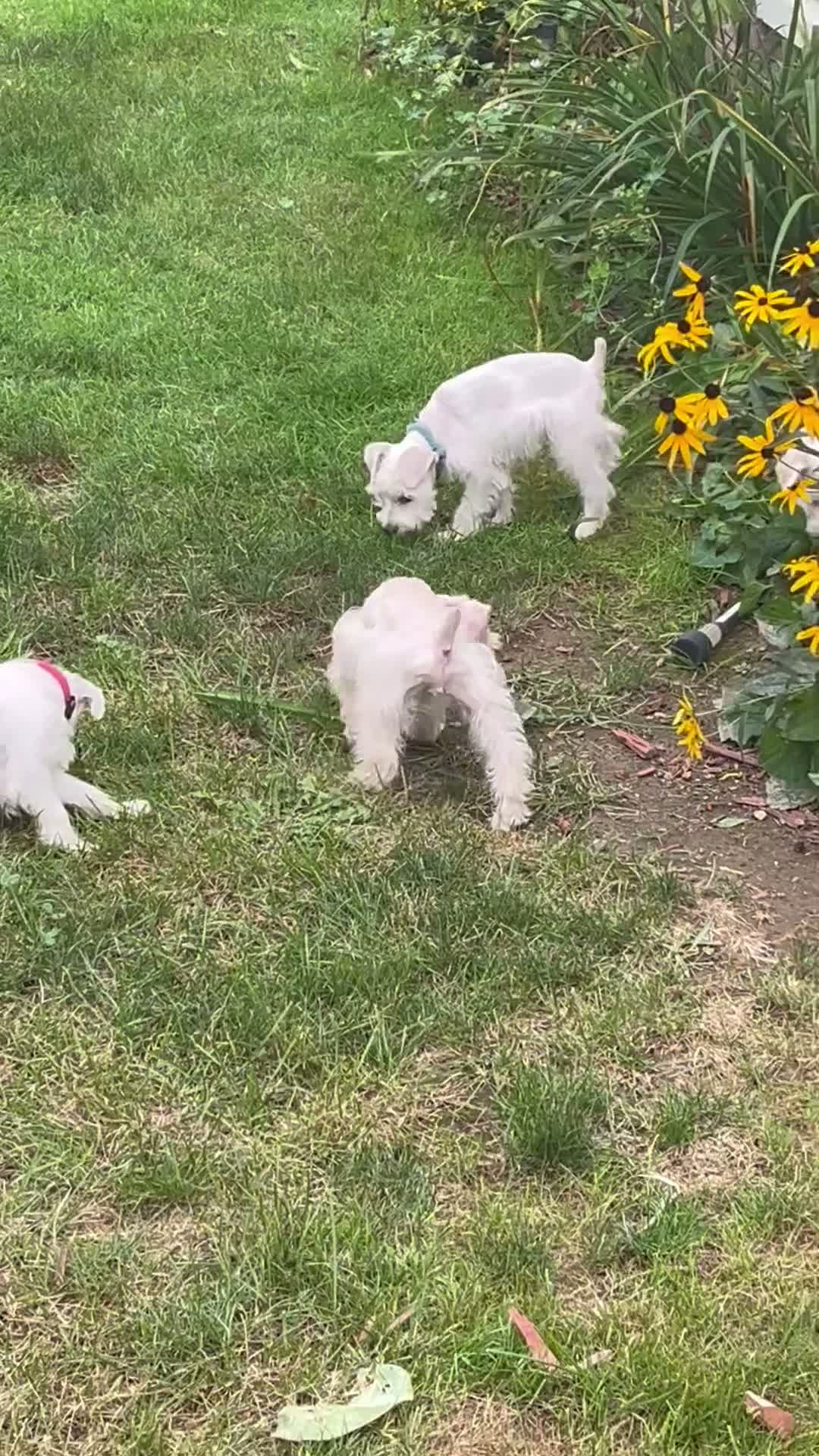 Miniature Schnauzer dogs for sale: AKC Chewie - Video 6