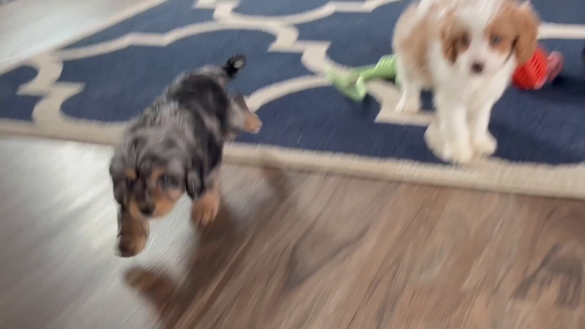 Cavapoo dogs for sale: Mr. Baxter - Video 1