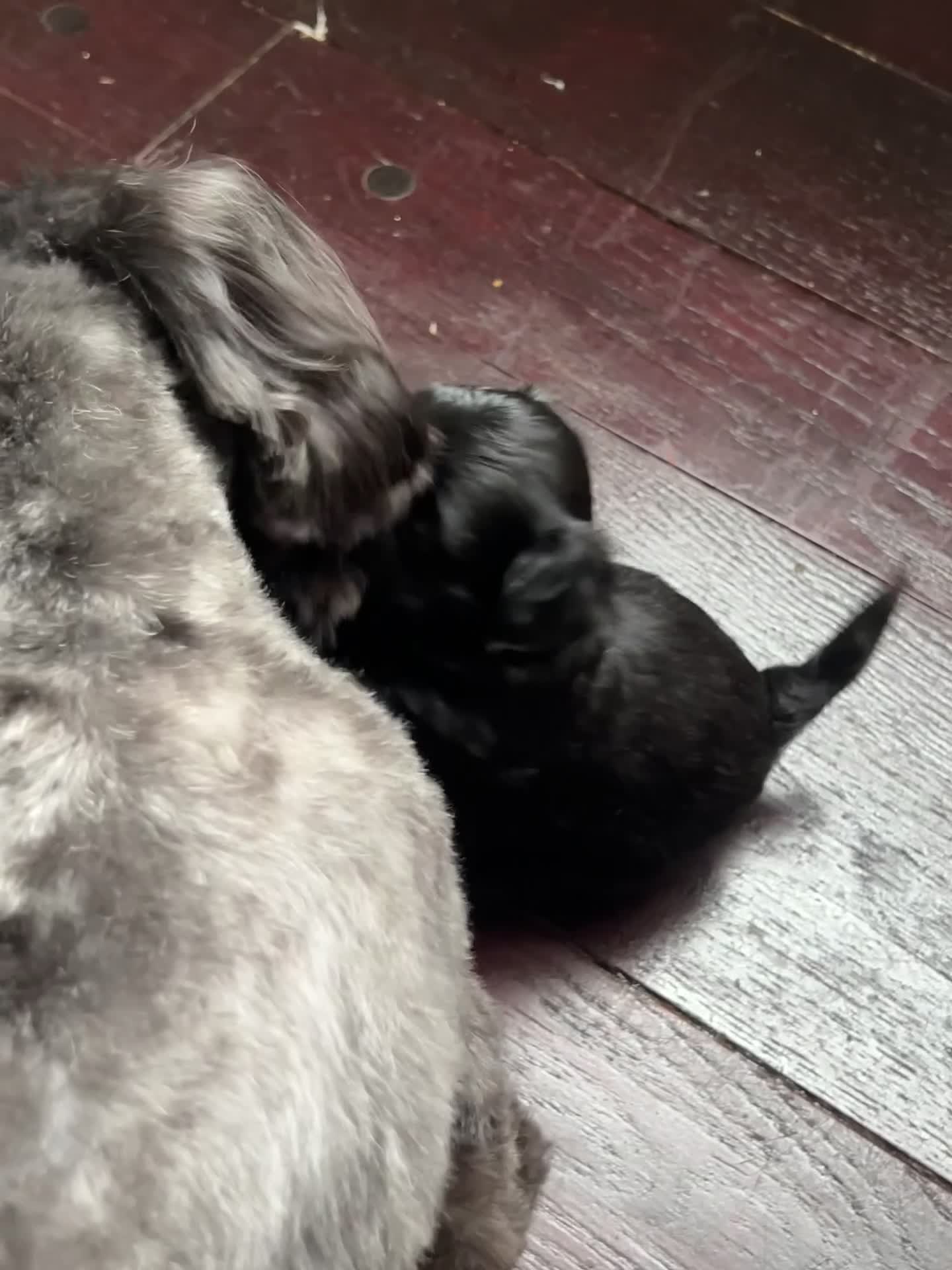 Mixed Breed dogs for sale: Bubbles - Video 1