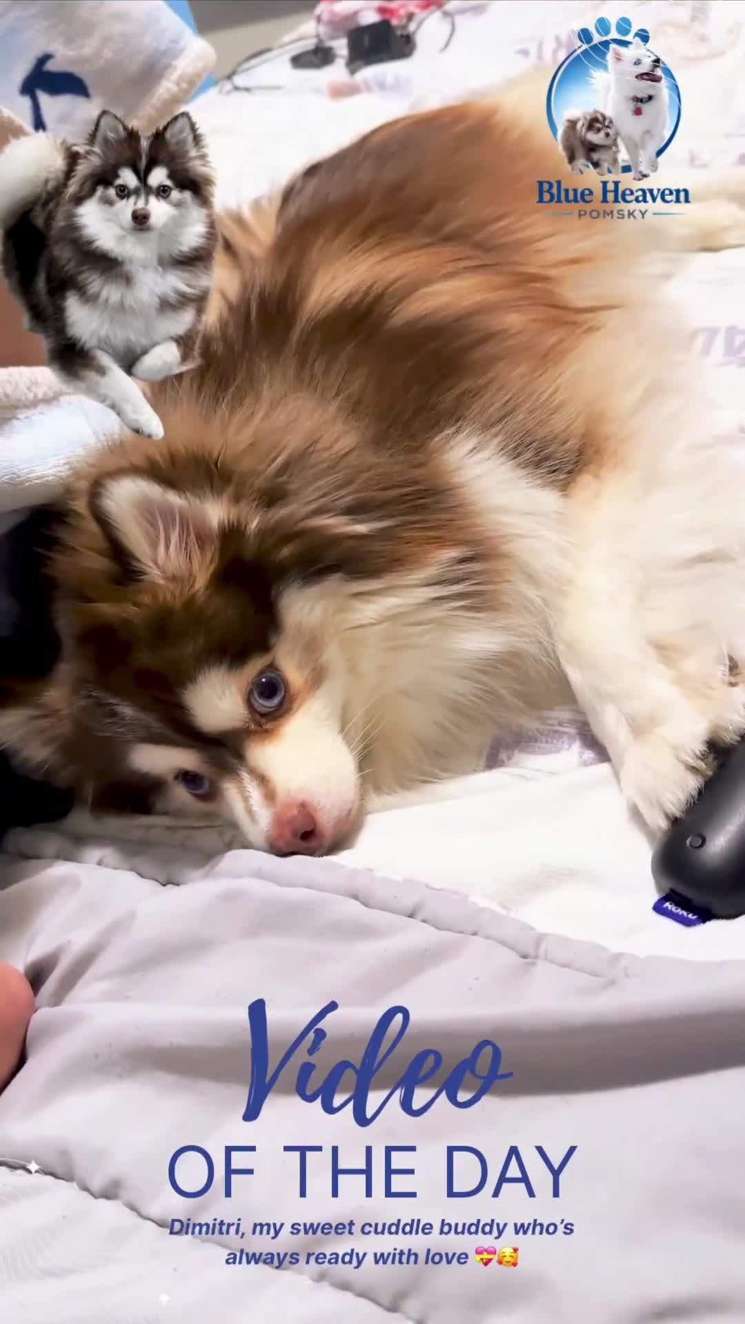 Pomsky dogs for sale: Orion - Toy Male Pomsky → The Real-Life Teddy Bear - Video 2