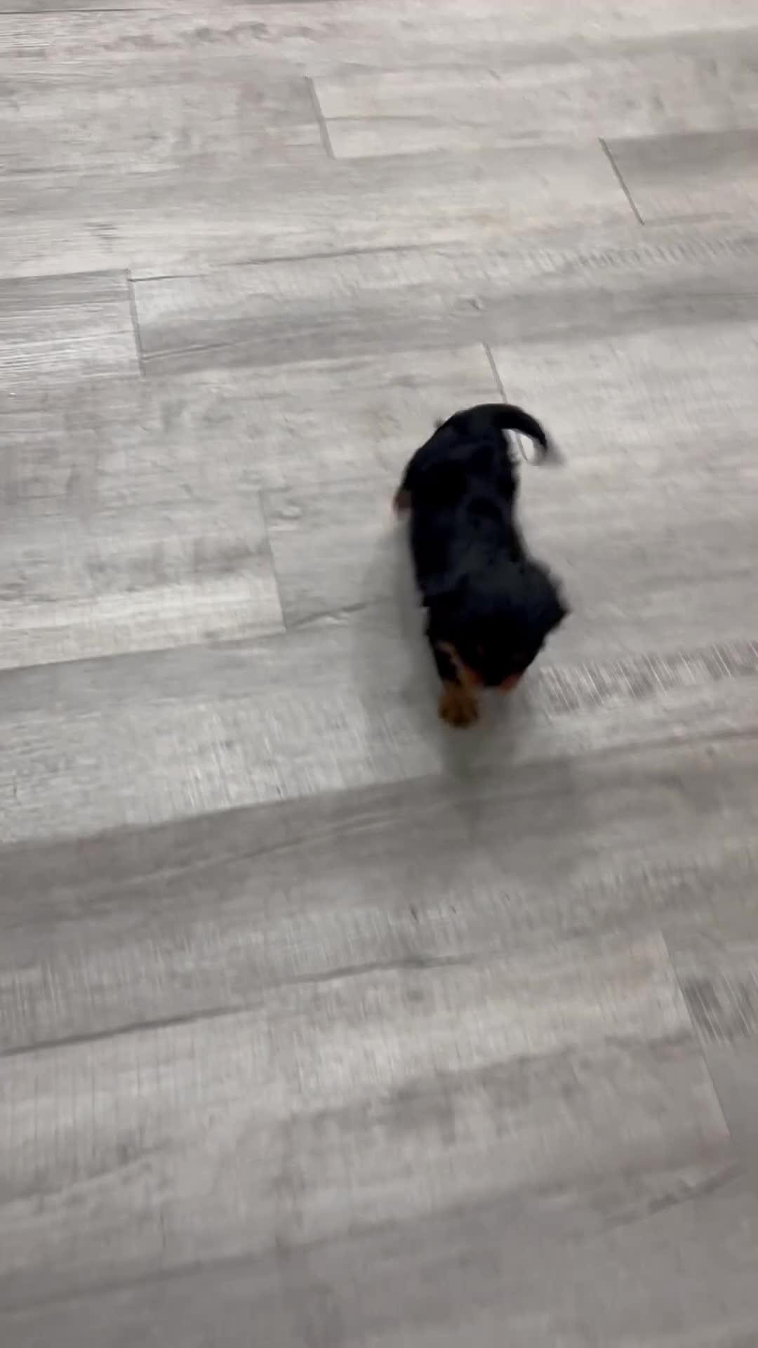 Cavalier King Charles Spaniel dogs for sale: Maddie - Video 1