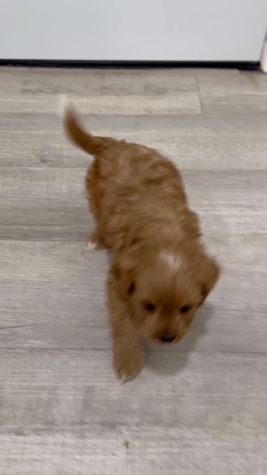 Cavapoo dogs for sale: Ranger - Video 1