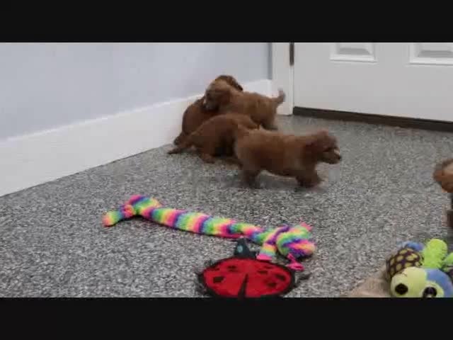 Mini Goldendoodle dogs for sale: Arnold - Video 7