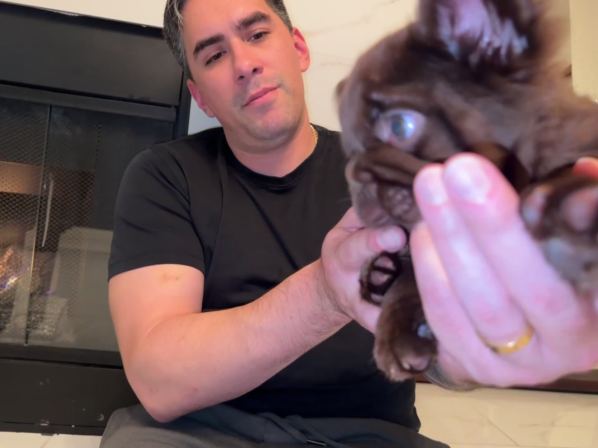 French Bulldog dogs for sale: Oso  - Video 1