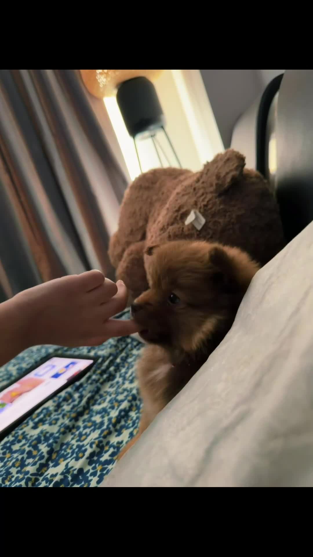 Pomeranian dogs for sale: Paris - Video 4