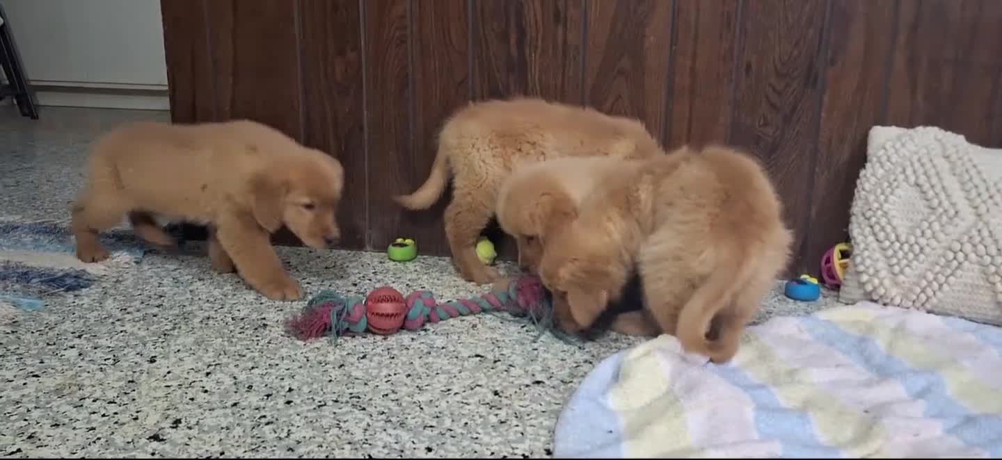 Golden Retriever dogs for sale: Phoenix - Video 1