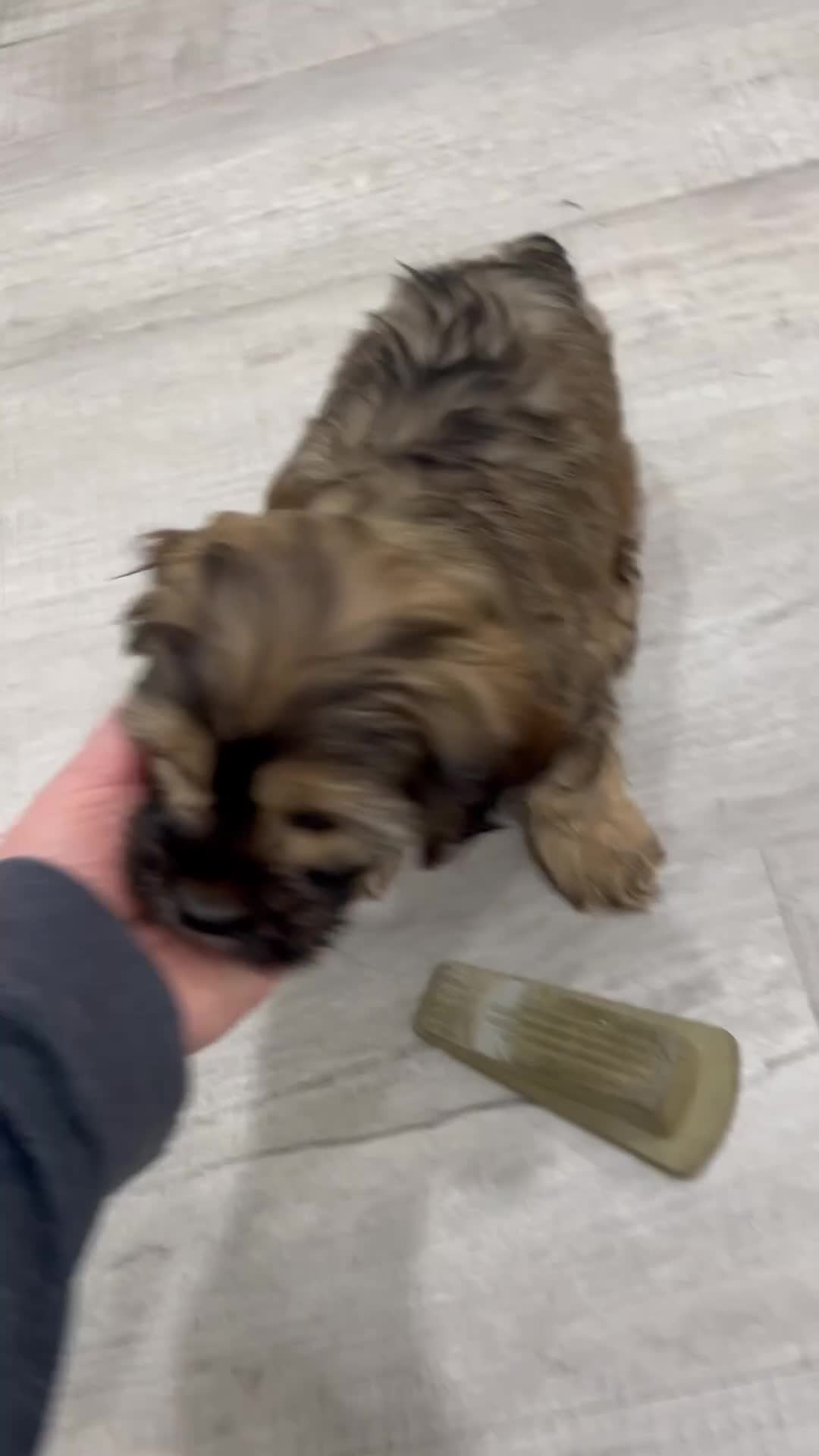 Cockapoo dogs for sale: Rao - Video 1