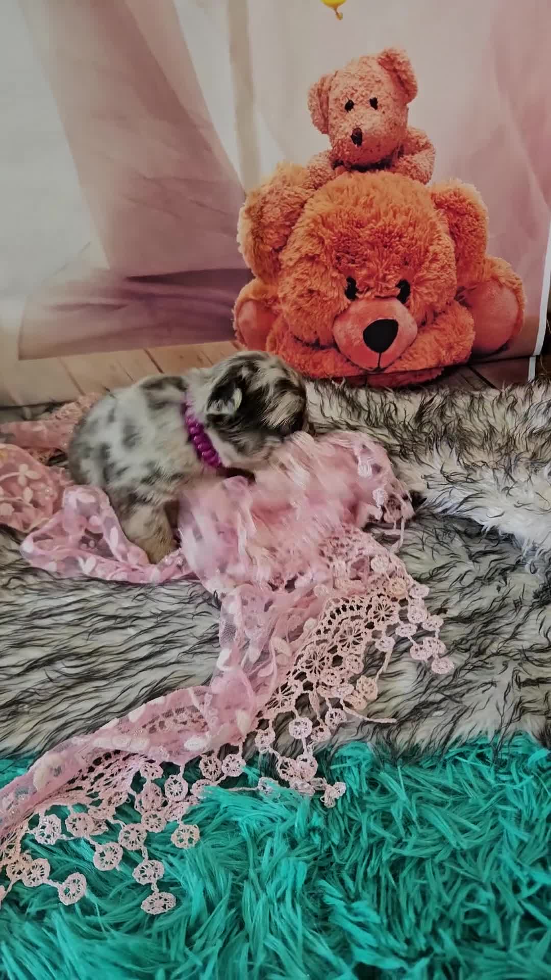 French Bulldog dogs for sale: French Bulldog Puppy 7 - Video 1