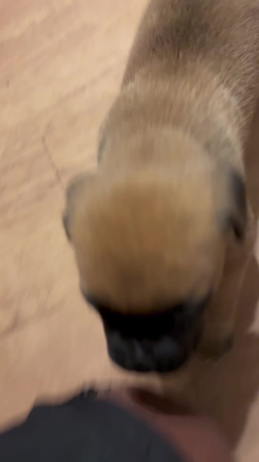 Cane Corso dogs for sale: Cane Corso 5 - Video 1