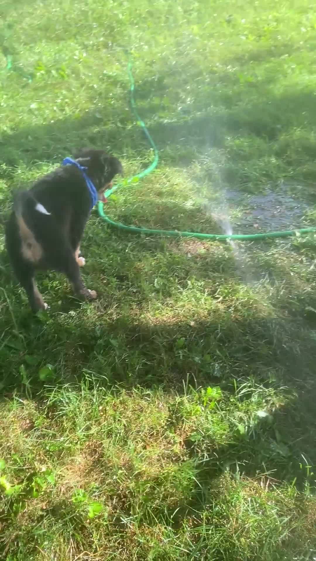 Mixed Breed dogs for sale: ♥️SWEET MOLLIE MAE♥️ - Video 1