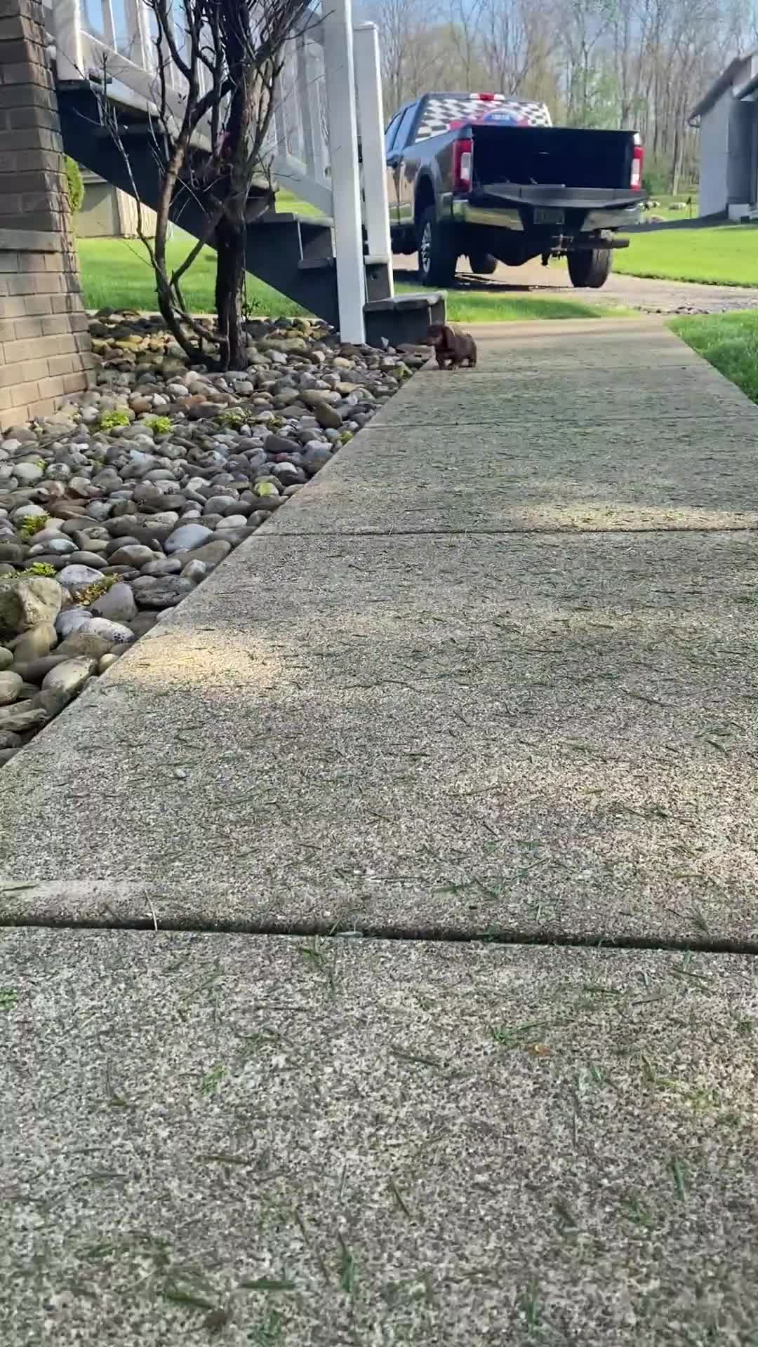 Miniature Dachshund dogs for sale: Bella - Video 1