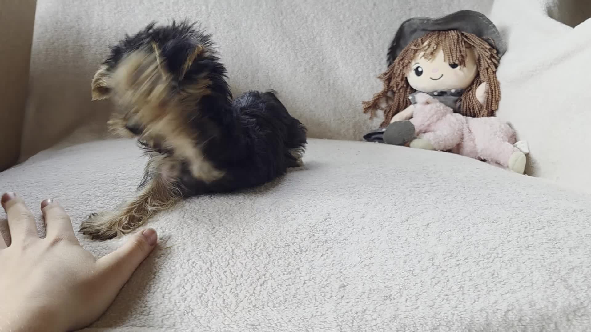 Yorkshire Terrier dogs for sale: Aowin - Video 2