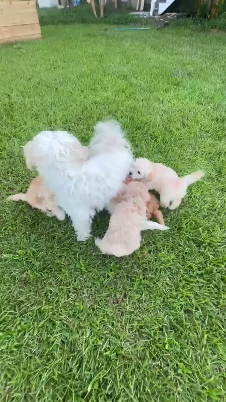 Maltipoo dogs for sale: Baby Bluey - Video 1