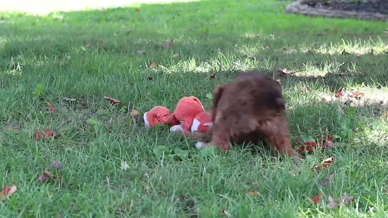 Yochon dogs for sale: Lexi - Video 1