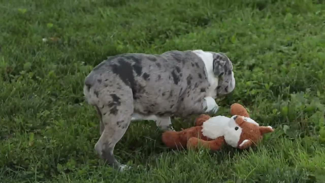 English Bulldog dogs for sale: Splendor English Bulldog crate trained - Video 1
