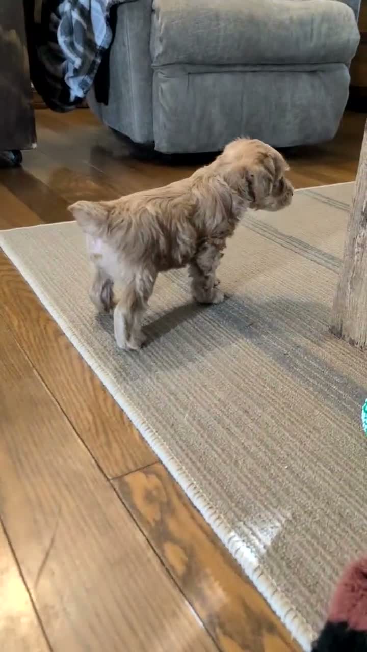 Schnoodle dogs for sale: Rover - Video 1