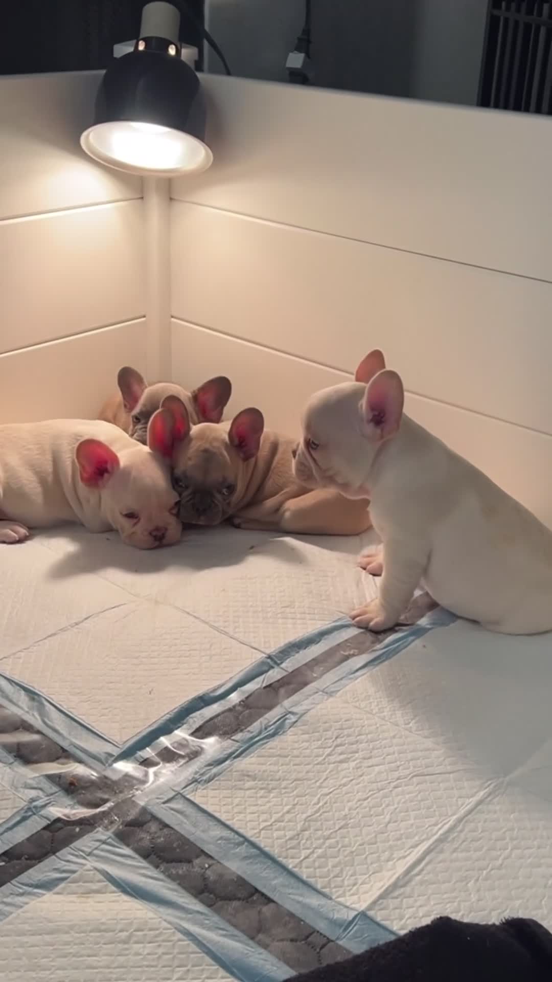 French Bulldog dogs for sale: Boy 2 - Video 1