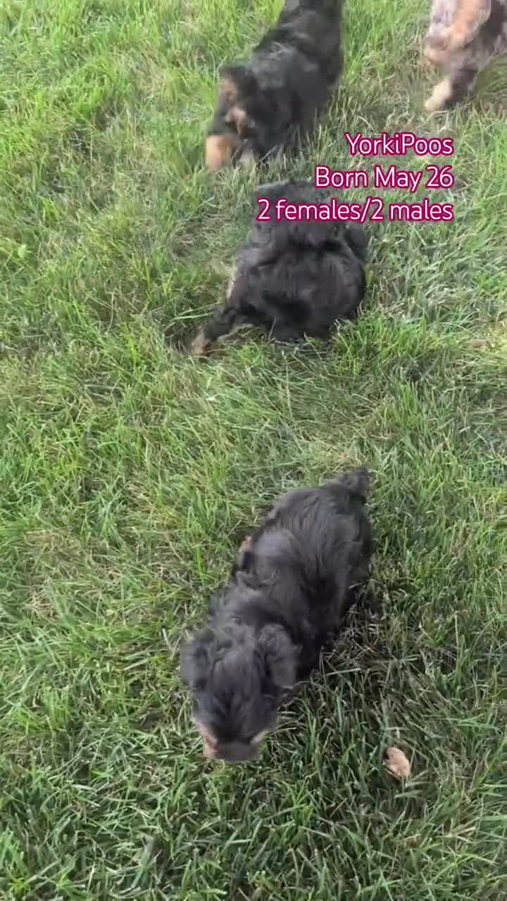 Yorkiepoo dogs for sale: Zoey - Video 3
