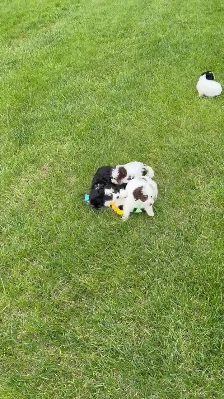 Mini Bernedoodle dogs for sale: Mini Brynn - Video 1
