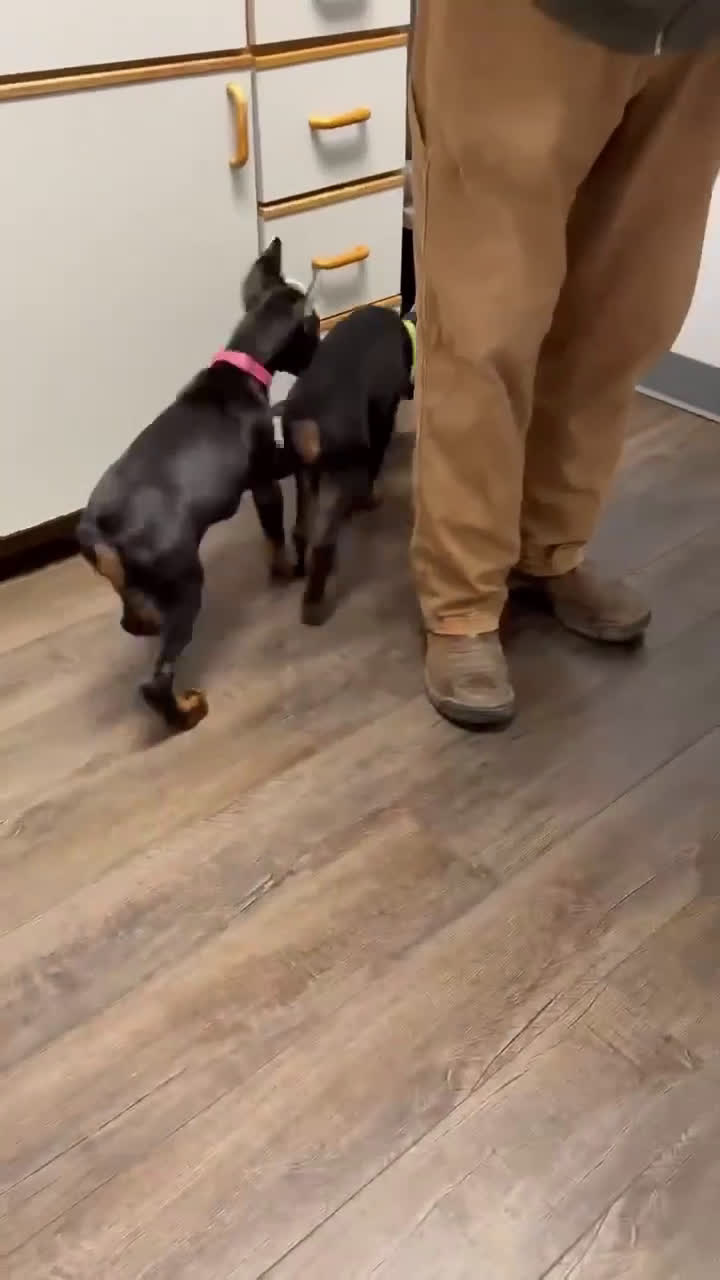 Doberman Pinscher dogs for sale: Female with ear crop - Video 4