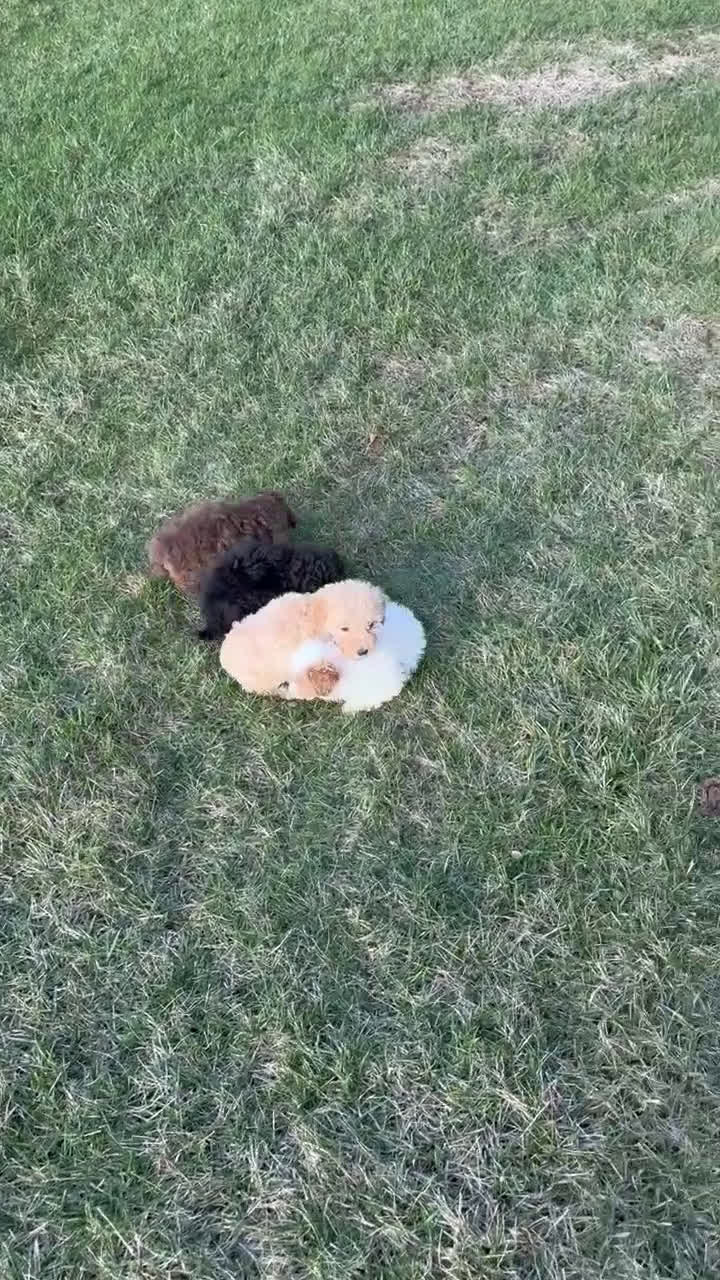 Miniature Poodle dogs for sale: Mini Parker - Video 5