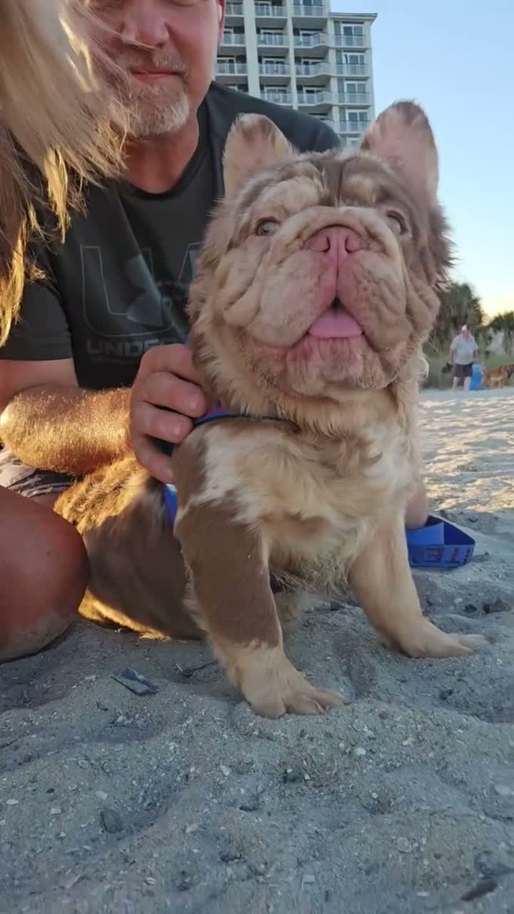 French Bulldog dogs for stud: Smeak's Fantastic Frenchies Inferno - Video 1