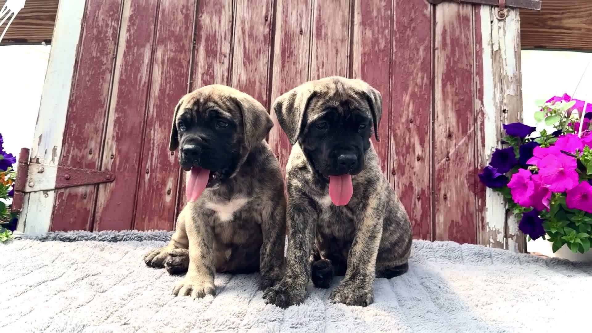English Mastiff dogs for sale: Peggy - Video 2