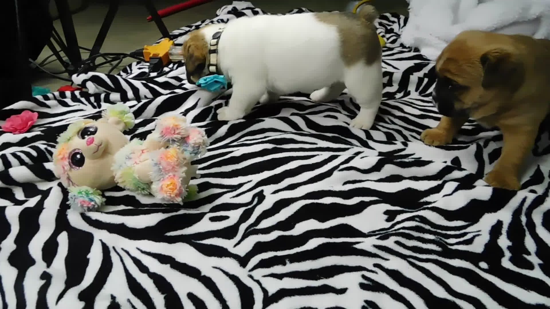 Mixed Breed dogs for sale: Rowdy - Video 3