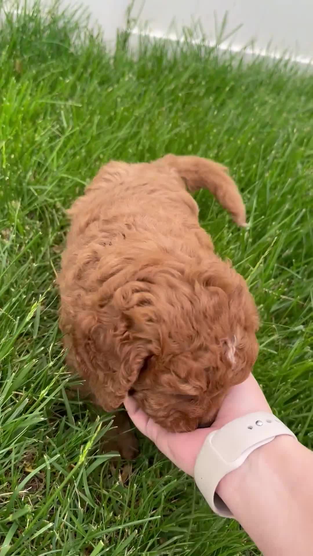 Cavapoo dogs for sale: Theo  - Video 1