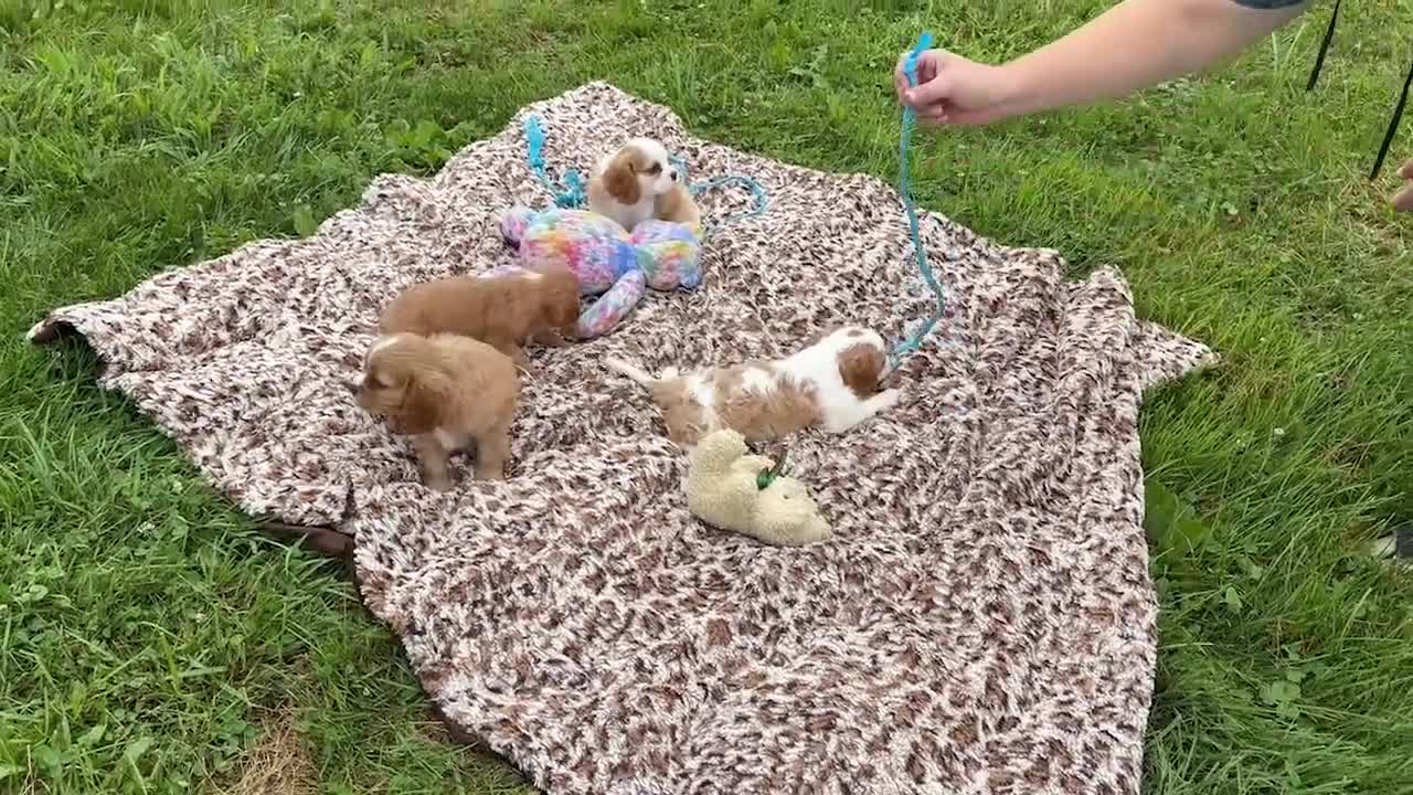 Cavalier King Charles Spaniel dogs for sale: Serena - Video 1