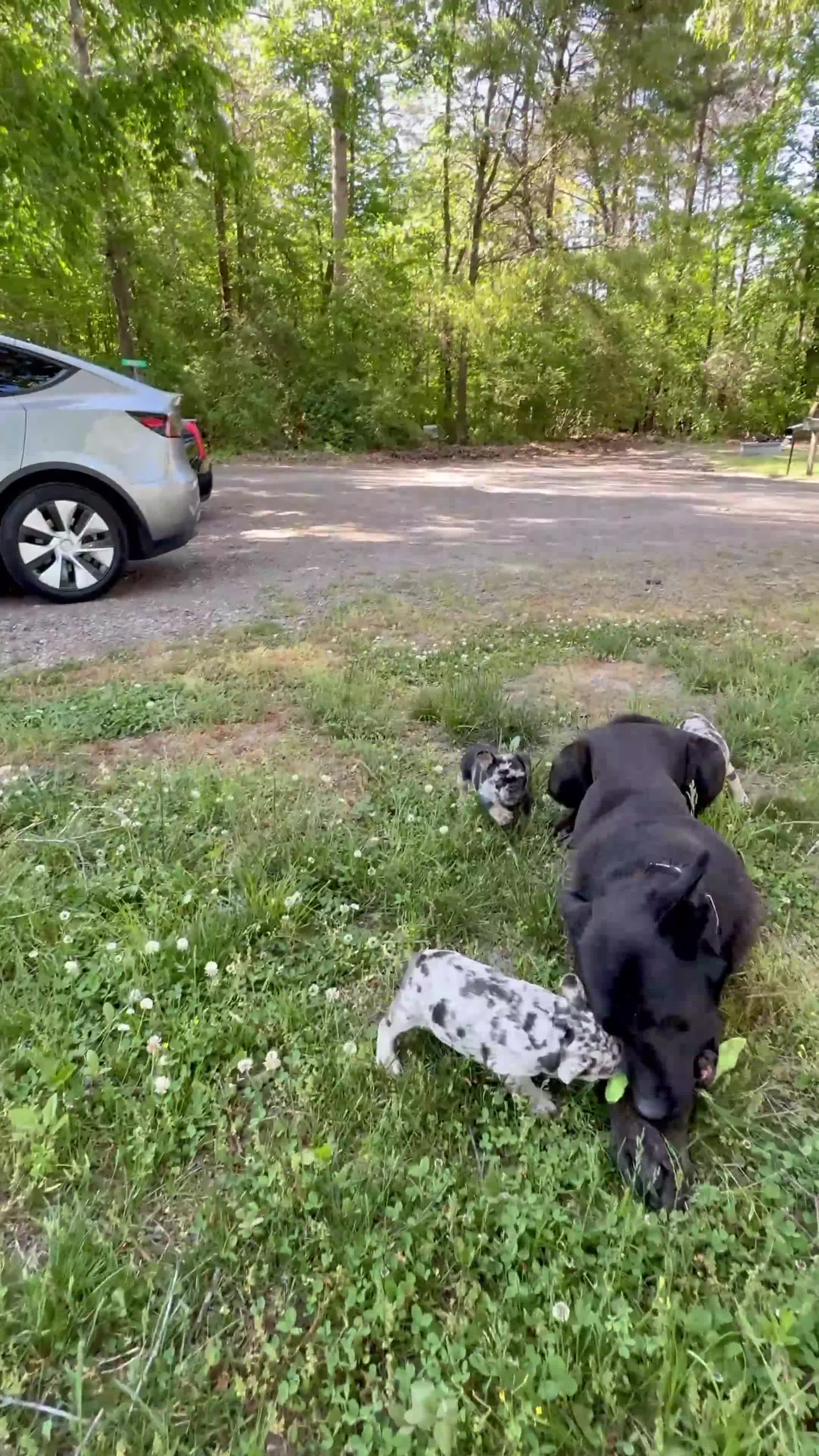 French Bulldog dogs for sale: Bowser - Video 1