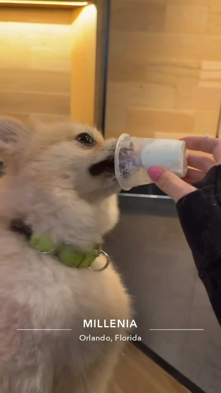Pomeranian dogs for sale: Kodak - Video 6