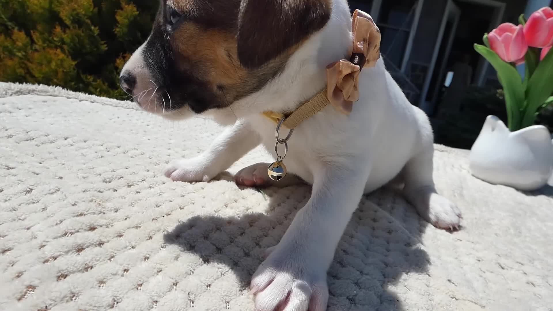 Jack Russell Terrier dogs for sale: Jack Russell Terrier Puppy 4 Snappy - Video 1